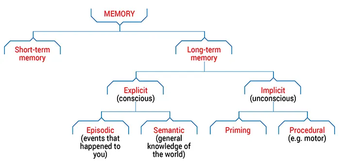 Human memory